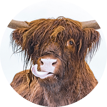 Portret van een Schotse hooglander met uitgestoken tong van Sjoerd van der Wal Fotografie
