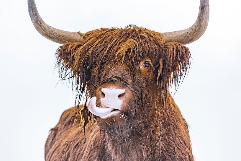 Porträt eines schottischen Hochlandrindes, das seine Zunge herausstreckt von Sjoerd van der Wal Fotografie