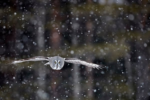 Laplaneule (Strix nebulosa) im Flug während eines Schneesturms, Finnland.