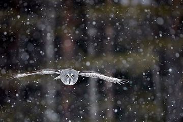 Great Grey Owl (Strix nebulosa) in flight during cold winter in taiga forest in northern Finland. by AGAMI Photo Agency