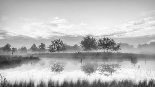 Trees in morning mist, black and white