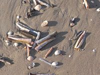 Schelpen op het strand van Scheveningen