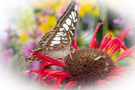 Vlinderkasvlinder2 by Sybren Visser