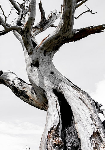 Dead Tree 3