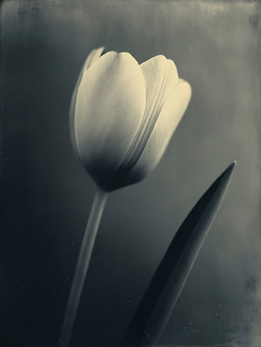 Tulipe dans une lumière douce n° 15