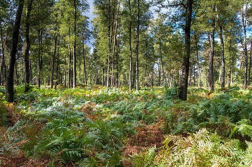 Silver birches and ferns in the Smits forest near the Posbank near Rheden