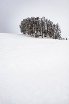Birch trees in the snow in a winter landscape by Sjoerd van der Wal Photography