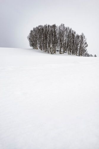 Trees on the shore of a Fjord in Northern Norway in winter. by Sjoerd van der Wal Photography