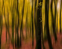 beweging in the bos