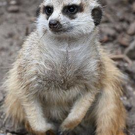 Bambi Lu profielfoto