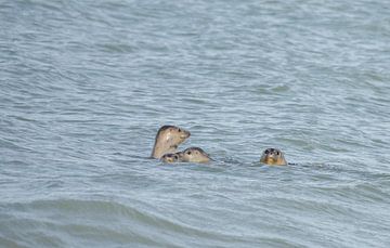 Zeehonden weer vrij na verpleging van Ans Bastiaanssen