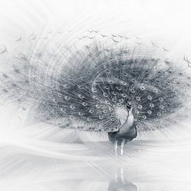 The Peacock by Chantal CECCHETTI