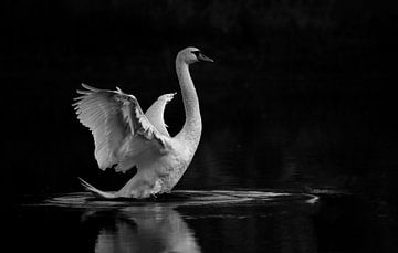 Swan by Frank Smedts