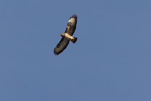 Buzzard in flight against blue sky