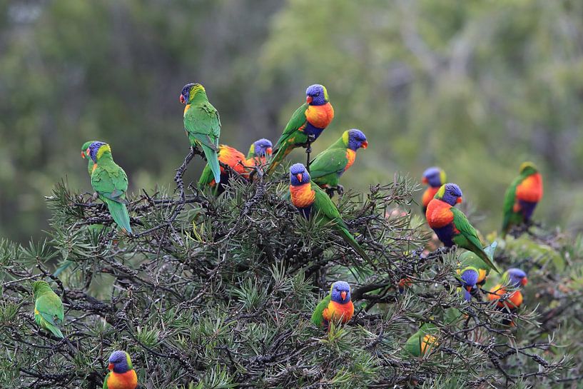 Rainbow Lorikeet, Queensland, Australie par Frank Fichtmüller