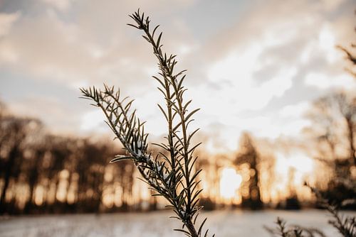 opkomende zon in nederland
