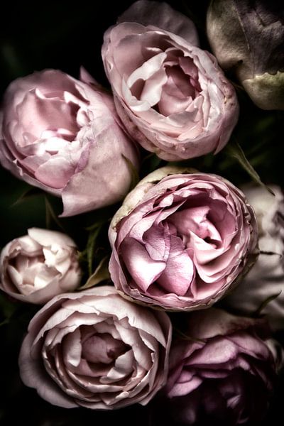 roses par Claudia Moeckel