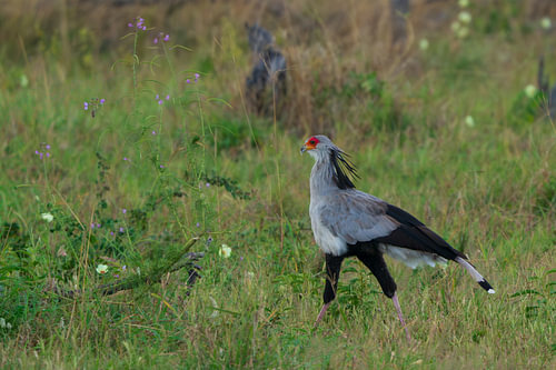Secretarybird Striding Through Green Savanna Grassland