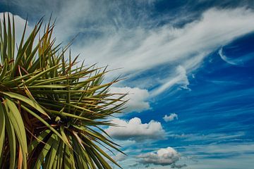 Palmboom tegen een blauwe bewolkte hemel van C. Nass