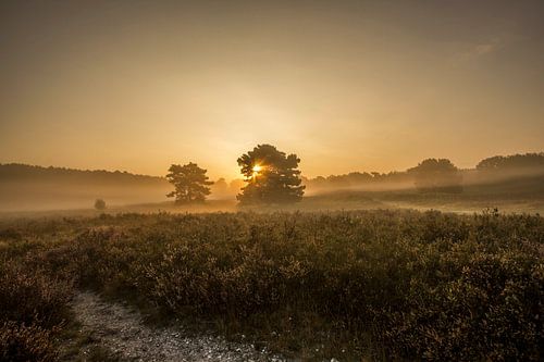 gold is the colour of the day.