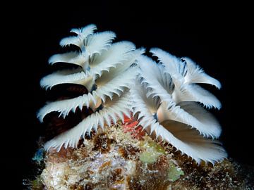 Christmas tree worm white by René Weterings