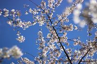 Witte kersenbloem tegen een blauwe lucht