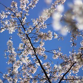 Witte kersenbloem tegen een blauwe lucht van Liselotte Helleman