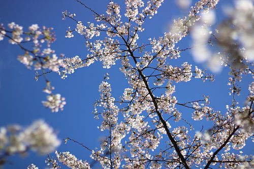 Weiße Kirsche Blume gegen einen blauen Himmel