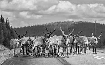 Rendieren op weg (Arvidsjaur) Zweden van Marcel Kerdijk