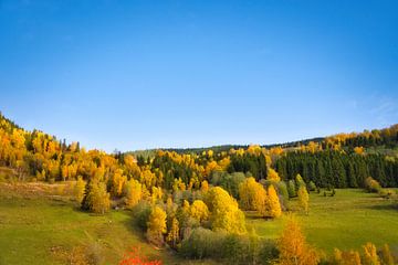 Kleurrijk herfstlandschap met felgele bomen en weiden onder een blauwe hemel van Martin Köbsch