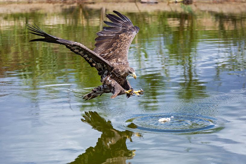 Juste avant la prise par gea strucks