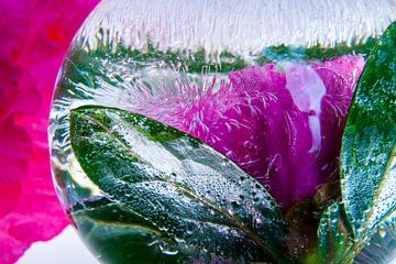 Azalea in crystal clear ice van Marc Heiligenstein