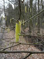 berkeboom