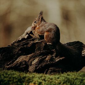 Squirrel in Clinge 4 by Andy Troy
