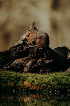 Squirrel in Clinge 4 by Andy Troy