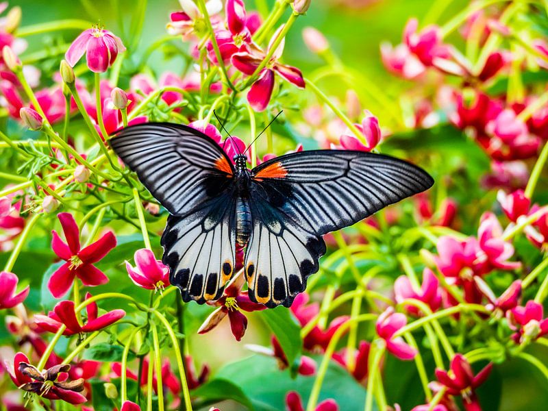 Big butterfly by Stijn Cleynhens