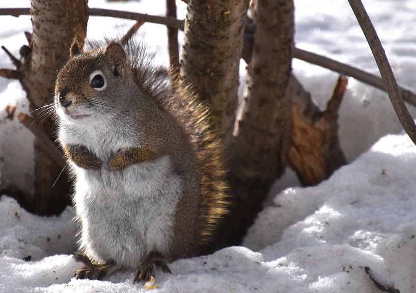 A red squirrel in spring by Claude Laprise