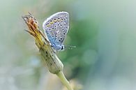 Libérez votre esprit ....... (Version bleue) (papillon, Sommer, la nature) par Bob Daalder Aperçu