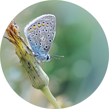 Free your mind ....... (Blue version) (vlinder, Zomer, natuur) van Bob Daalder