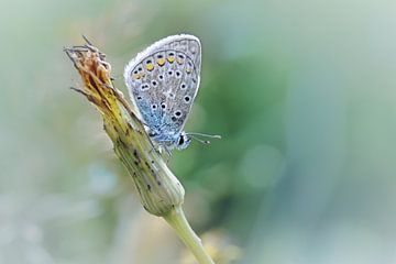Free your mind....... (Blue version) (butterfly, Sommer, nature) by Bob Daalder