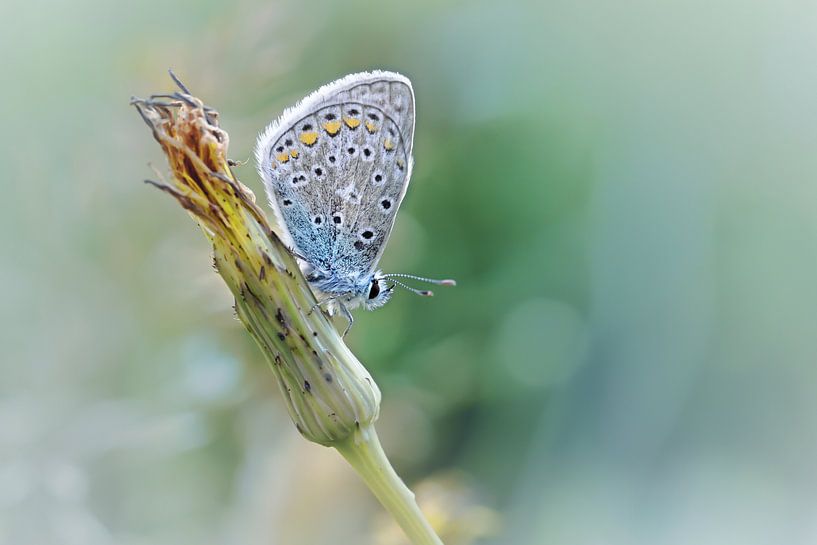 Libérez votre esprit ....... (Version bleue) (papillon, Sommer, la nature) par Bob Daalder