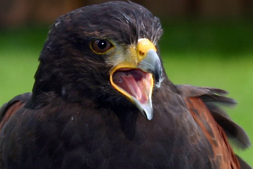 Hawk by san image