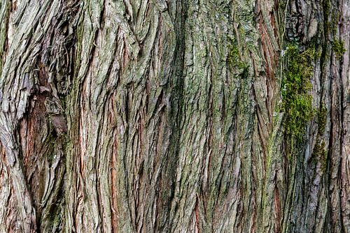 Bark II