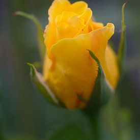 gele roos - roze van Juergen Braun