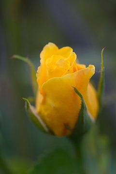 gele roos - roze van Juergen Braun