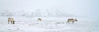 Rendieren voor besneeuwde bergen von LTD photo Miniaturansicht