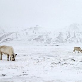 Rendieren voor besneeuwde bergen von LTD photo