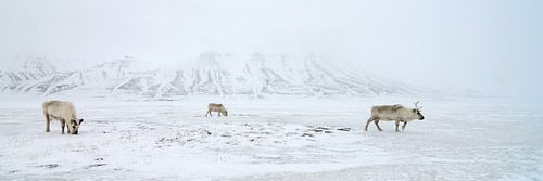 Rendieren voor besneeuwde bergen by LTD photo