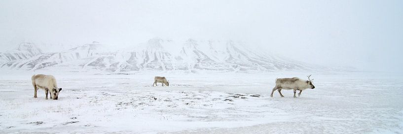 Rendieren voor besneeuwde bergen von LTD photo