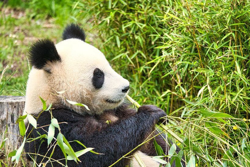 Giant panda eating bamboo. The endangered bear from Asia with black by Martin Köbsch